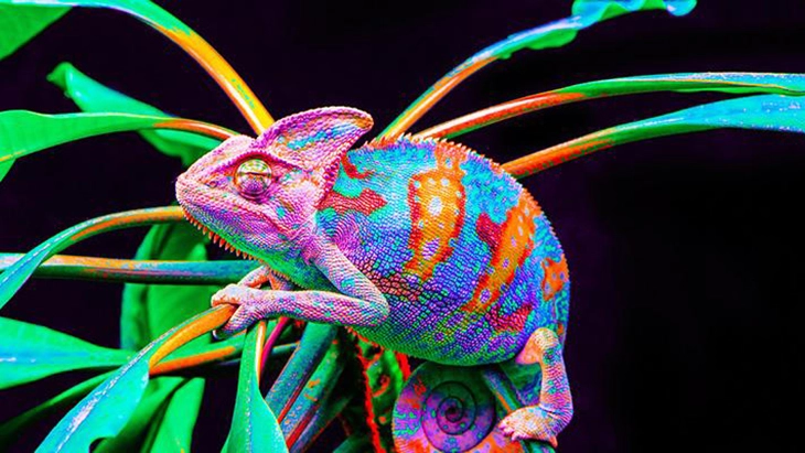 multi-coloured chameleon