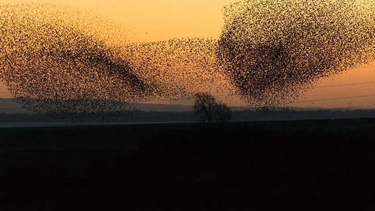 swarm of birds